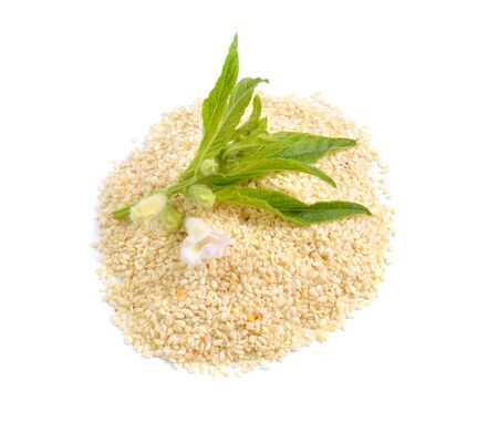 Sesame plant with flowers and seed isolated on white background.の写真素材