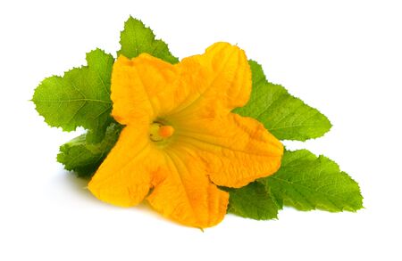 Zucchini or courgette flowers isolated on white background.の写真素材