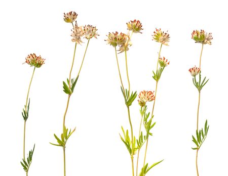 Anthyllis yellow flowers isolated on white background.の写真素材