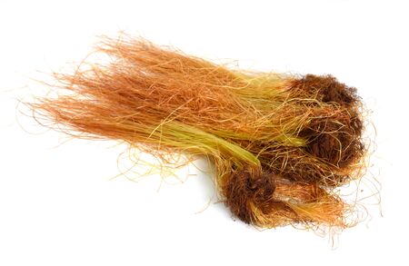Corn or mature silk isolated on white background.の写真素材