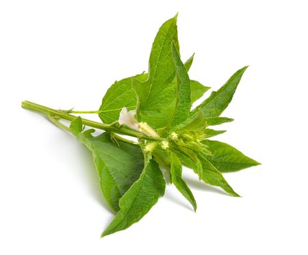 Sesame plant with flowers isolated on white background.の写真素材