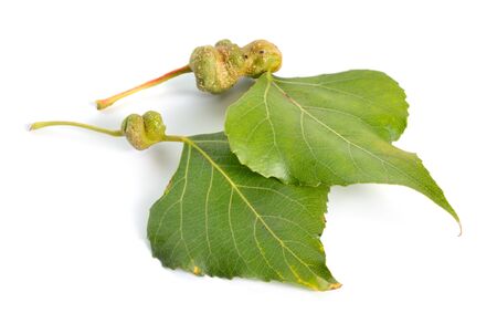 Populus or aspen, cottonwood leawes with Galls. Isolated on white background.の写真素材