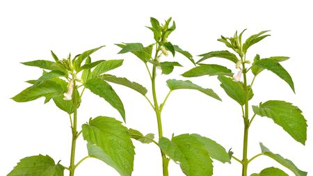 Sesame plant with flowers isolated on white background.の写真素材
