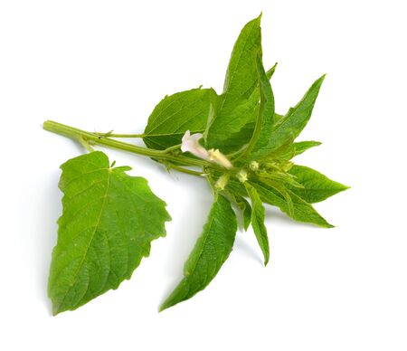 Sesame plant with flowers isolated on white background.の写真素材