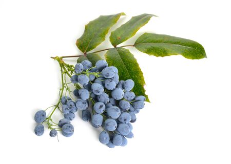 Twig Mahonia with berries isolated on white background.の写真素材