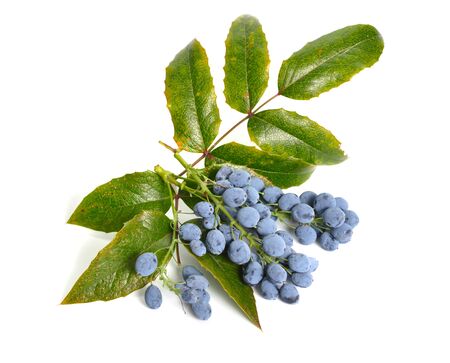 Twig Mahonia with berries isolated on white background.の写真素材