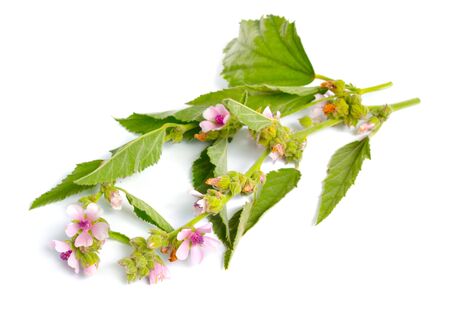 Althea officinalis flowers isolated on white background.の写真素材