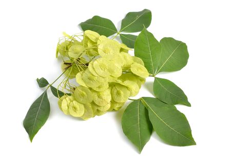 Ptelea trifoliata, commonly known as common hoptree, wafer ash, stinking ash, and skunk bush. Isolated on white.の写真素材