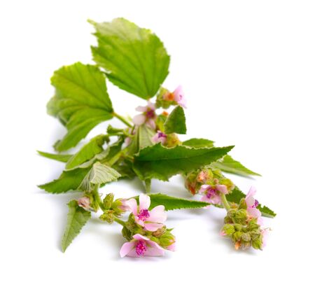 Althea officinalis flowers isolated on white backgroundの写真素材