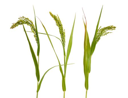Panicum or panicgrass isolated on white background.の写真素材