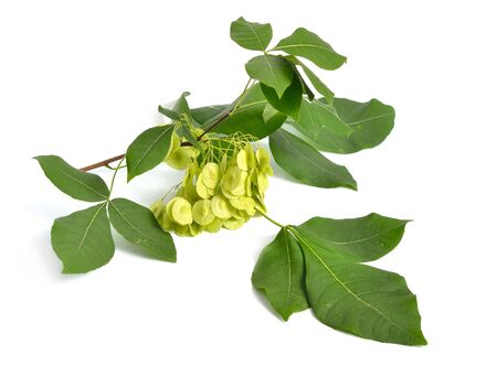 Ptelea trifoliata, commonly known as common hoptree, wafer ash, stinking ash, and skunk bush. Isolated on whiteの写真素材