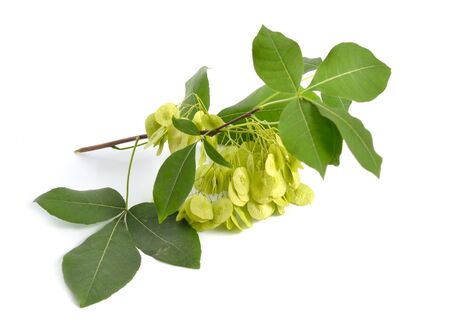 Ptelea trifoliata, commonly known as common hoptree, wafer ash, stinking ash, and skunk bush. Isolated on whiteの写真素材