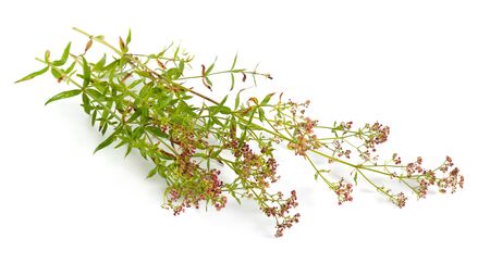 Galium or bedstraw. Isolated on white backgroundの写真素材
