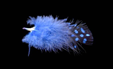 Colored bird feather isolated on black background.の写真素材