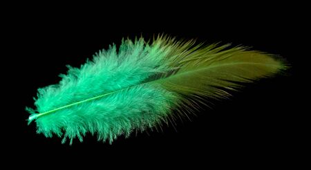 Colored bird feather isolated on black background.の写真素材
