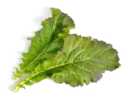 Mustard leaf. Hybrid for salads. Isolated on white backgroundの写真素材