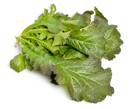 Mustard leaf. Hybrid for salads. Isolated on white backgroundの写真素材