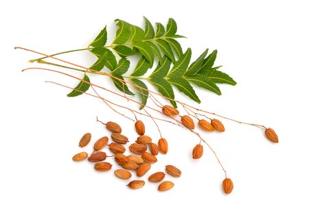Azadirachta indica, commonly known as neem, nimtree or Indian lilac. Fruit with leaves. Isolatedの写真素材