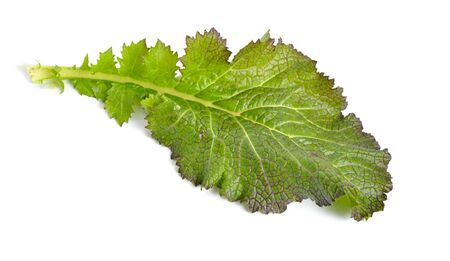 Mustard leaf. Hybrid for salads. Isolated on white backgroundの写真素材