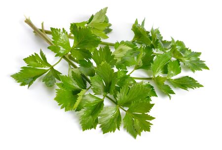 Leaves Celery or Apium graveolens. Isolated on white backgroundの写真素材