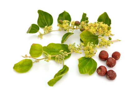 Ziziphus spina-christi, known as the Christs thorn jujube. Twig with flowers and fruits. Isolated.の写真素材