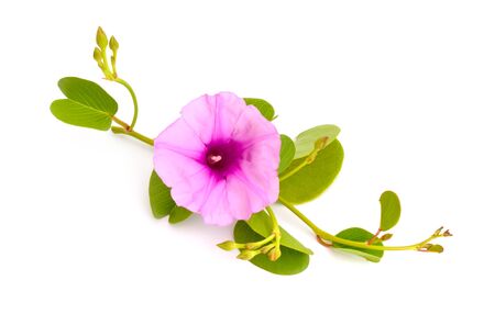Ipomoea pes-caprae, also known as bayhops, beach morning glory or goats foot.の写真素材