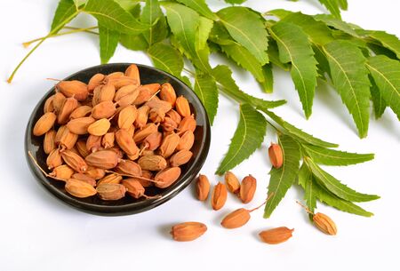 Azadirachta indica, commonly known as neem, nimtree or Indian lilac. Fruit with leaves. Isolated.の写真素材