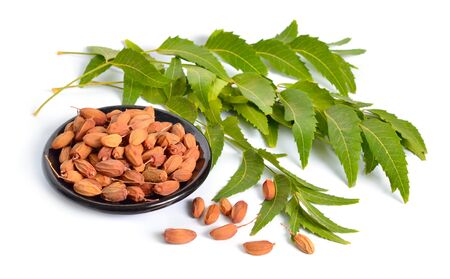 Azadirachta indica, commonly known as neem, nimtree or Indian lilac. Fruit with leaves. Isolated.の写真素材
