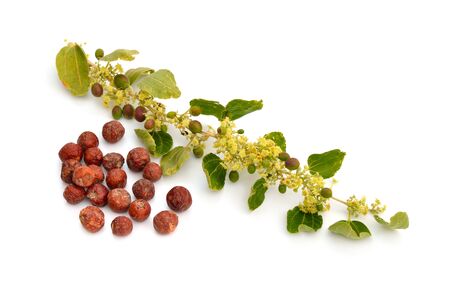 Ziziphus spina-christi, known as the Christ's thorn jujube. Twig with flowers and fruits. Isolatedの写真素材