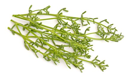 Zygophyllum coccineum plant isolated on white background.の写真素材