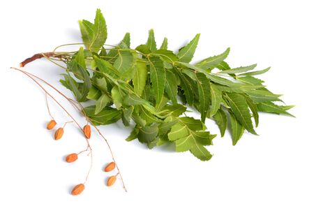 Azadirachta indica, commonly known as neem, nimtree or Indian lilac. Fruit with leaves. Isolated.の写真素材