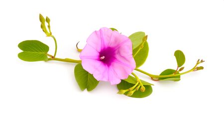 Ipomoea pes-caprae, also known as bayhops, beach morning glory or goats foot. Isolatedの写真素材