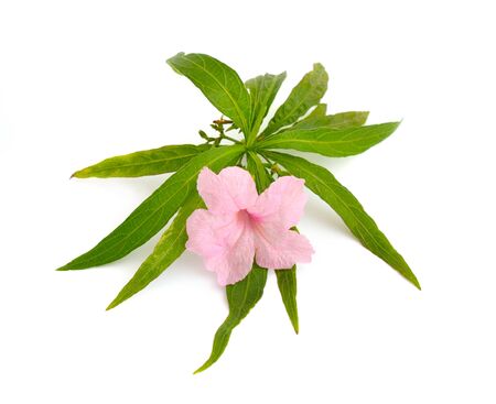 Ruellia simplex, the Mexican petunia, Mexican bluebell or Brittons wild petunia. Isolated on whiteの写真素材