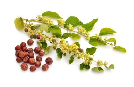 Ziziphus spina-christi, known as the Christ's thorn jujube. Twig with flowers and fruits. Isolatedの写真素材
