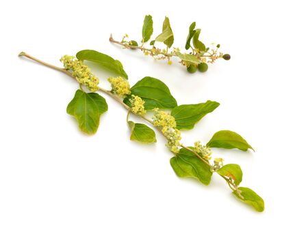 Ziziphus spina-christi, known as the Christ's thorn jujube. Twig with flowers and fruits. Isolatedの写真素材