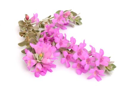 Leucophyllum frutescens also called Texas Ranger, rain sage, cenizo, silverleaf, barometerbush, ash-bush, wild lilac, purple sage, senisa cenicilla, palo cenizo or hierba del cenizo Isolated.の写真素材