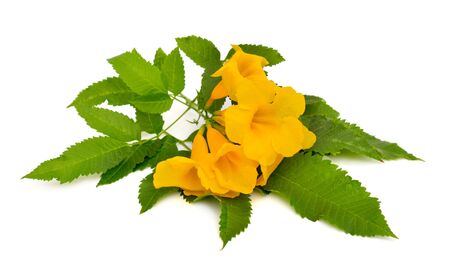 Tecoma stans. Common names include yellow trumpetbush, yellow bells, yellow elder, ginger-thomas. Isolated on white background.の写真素材