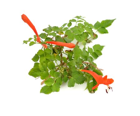 Tecoma capensis, common name Cape honeysuckle. Isolated on white.の写真素材
