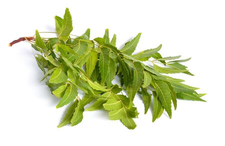 Azadirachta indica, commonly known as neem, nimtree or Indian lilac. Fruit with leaves. Isolated.の写真素材