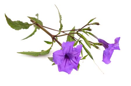 Ruellia simplex, the Mexican petunia, Mexican bluebell or Britton's wild petunia. Isolated on white.の写真素材