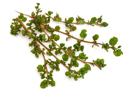 Corchorus depressus, commonly known as Baphuli. Isolated on white backgroundの写真素材