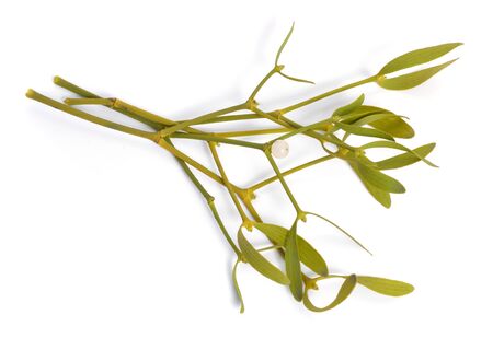 Viscum album, commonly known as European mistletoe, common mistletoe or simply as mistletoe, mistle. Isolated on white background.の写真素材