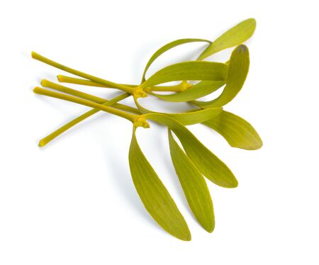 Viscum album, commonly known as European mistletoe, common mistletoe or simply as mistletoe, mistle. Isolated on white background.の写真素材