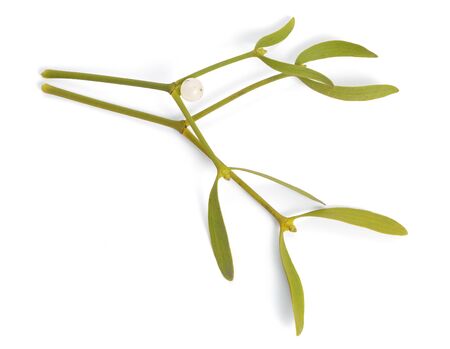 Viscum album, commonly known as European mistletoeの写真素材