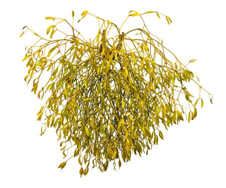 Viscum album, commonly known as European mistletoeの写真素材