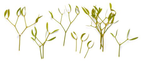 Viscum album, commonly known as European mistletoe, common mistletoe or simply as mistletoe, mistle. Isolated on white background.の写真素材