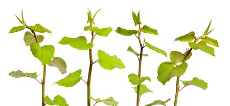 Reynutriya Bohemian or japonica, sachalinensis. Isolated on whiteの写真素材
