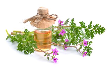 Erodium cicutarium, also known as redstem filaree, redstem stork's bill, common stork's-bill or pinweed. Isolated on white.の写真素材
