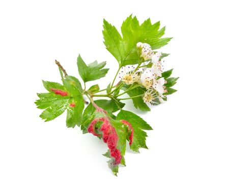 Gall with Aphids on a hawthorn leaf isolated on white background.の写真素材