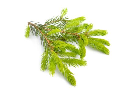 Yang spruce buds on pranch isolated on white backgroundの写真素材